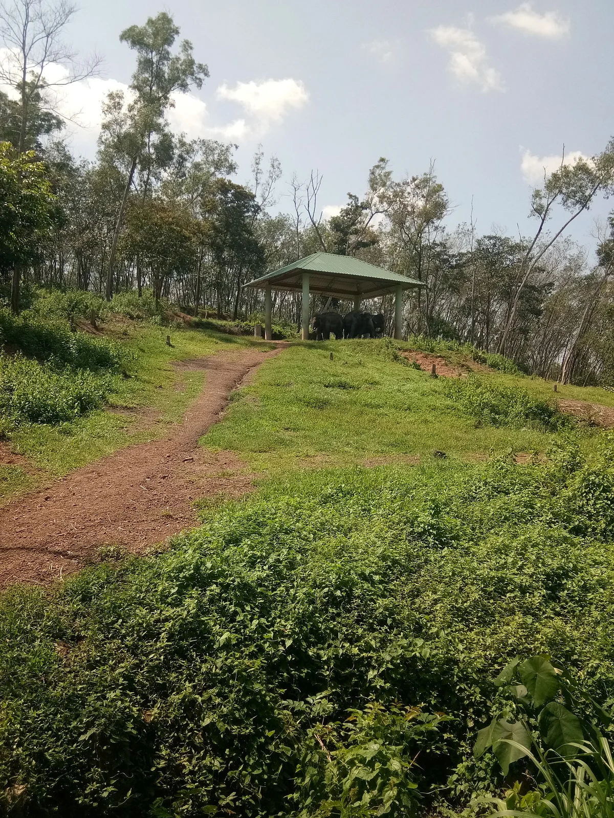 கேரளா யானைகள் முகாம்