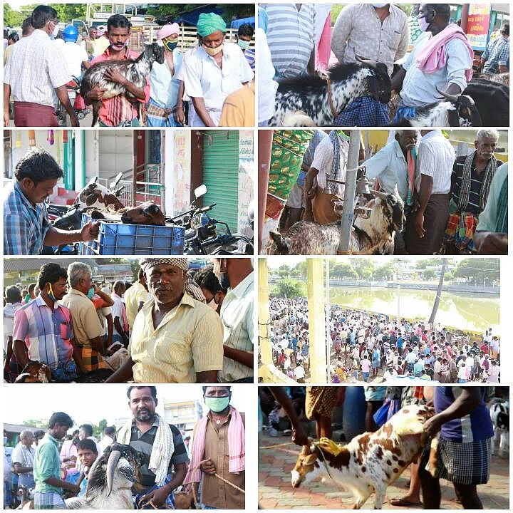 ஆட்டுச்சந்தையில் ஆடு விற்பனை