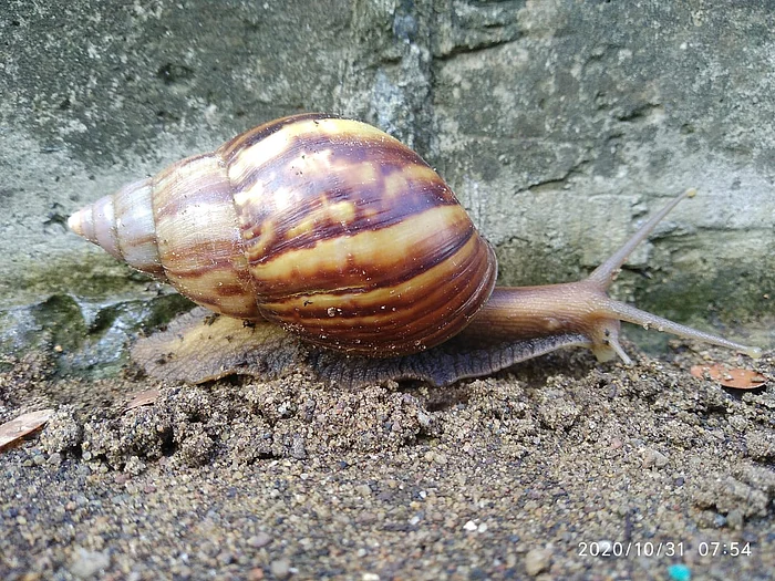 Arfican Giant Snail