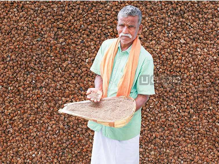 கூடுதல் மகசூல் தரும் சடை வரகு! மானாவாரியில் மகத்தான வருமானம்!