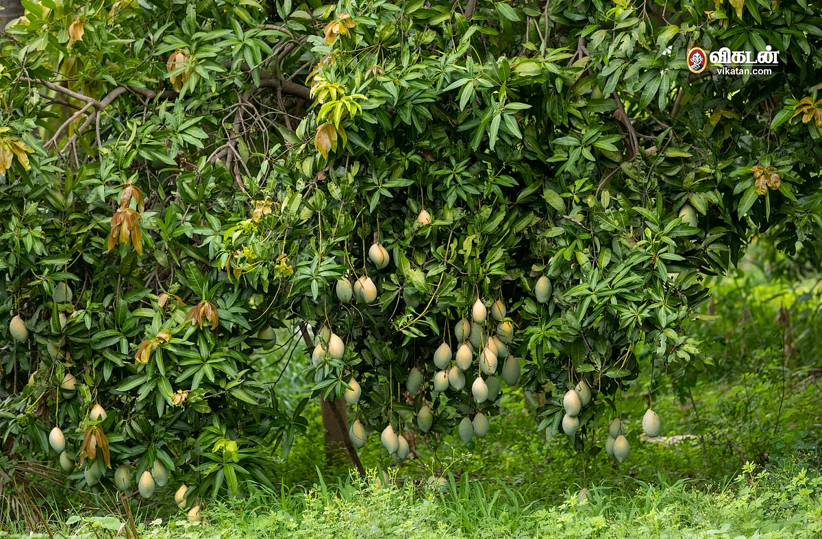 மாமரம்