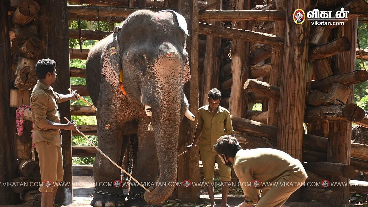 140 நாள் சிறையிலிருந்து வெளிவந்த கொம்பன் யானை.