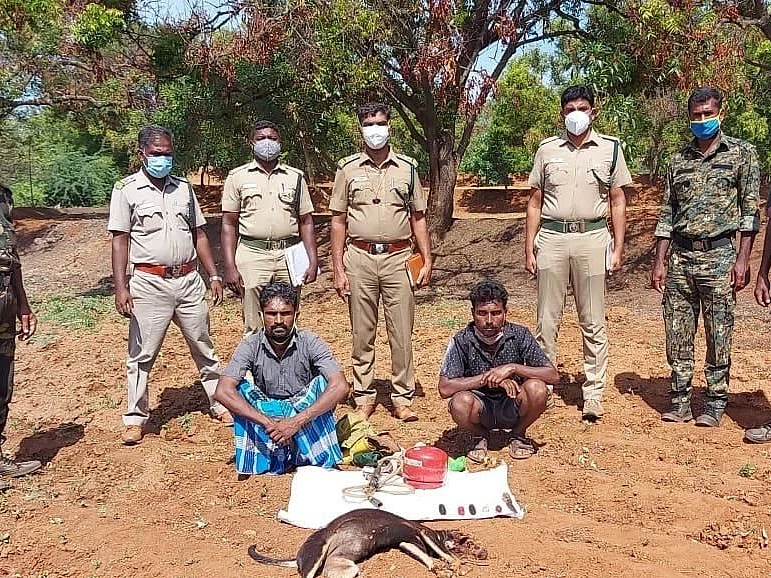 காட்டுப்பன்றிக்கு அவுட்டுக்காய் வைத்த இளைஞர்கள்; தலை சிதறி உயிரிழந்த நாய்; எச்சரிக்கும் வனத்துறை!