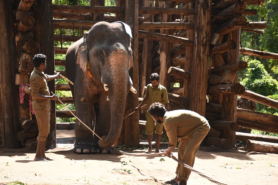 மயக்க ஊசி; தீவிர கண்காணிப்பு; ‘உடைந்த கொம்பன்’ சங்கர் மீட்கப்பட்ட பின்னணி! #VikatanPhotoStory