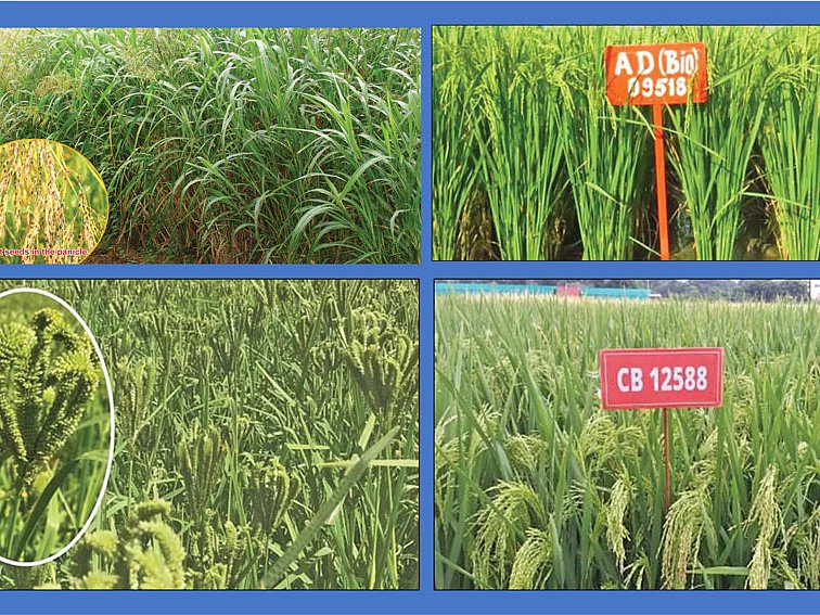நெல், நிலக்கடலை, தீவனப் பயிர்கள்... பக்கத்து மாநிலங்களுக்கும் பரவிய பல்கலைக்கழகத்தின் ரகங்கள்!