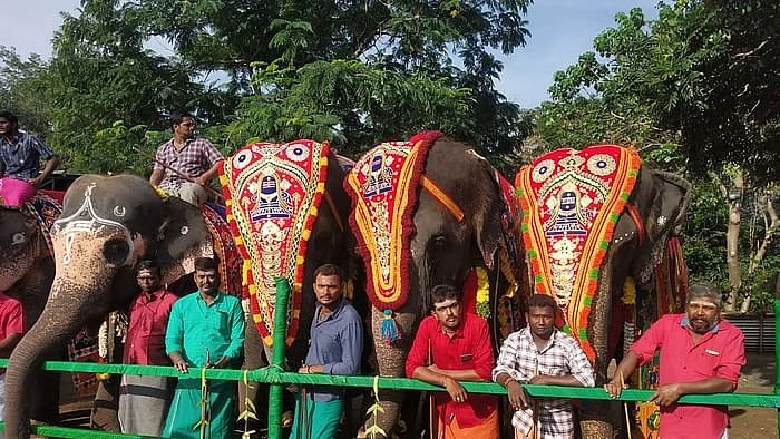 கோயில் யானைகள்