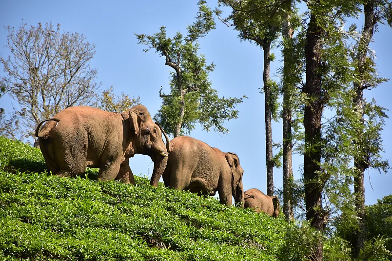 மயக்க ஊசி; தீவிர கண்காணிப்பு; ‘உடைந்த கொம்பன்’ சங்கர் மீட்கப்பட்ட பின்னணி! #VikatanPhotoStory