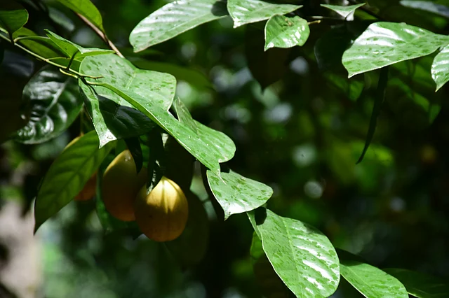 ஜாதிக்காய்