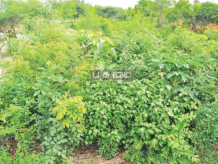 மியாவாகி காடு வளர்ப்பு முறை