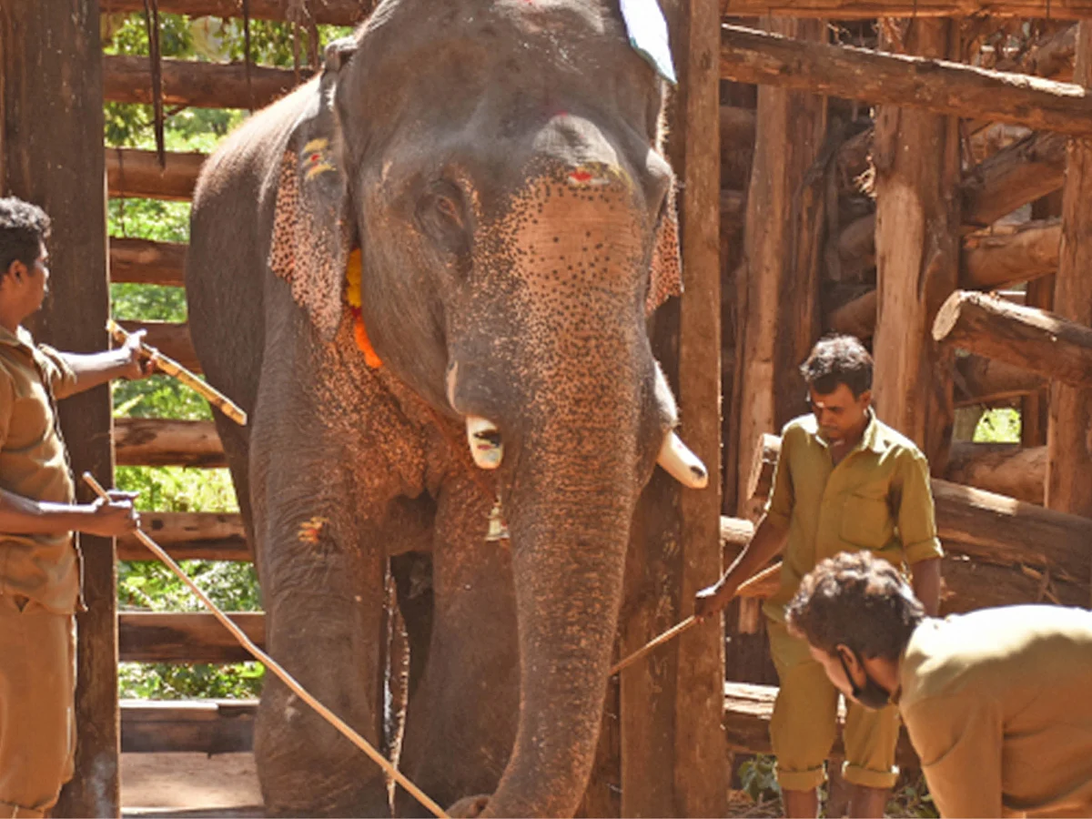 ‘உடைந்த’ கொம்பனின் கோட்டைக்குள் ஆக்கிரமிப்பு கும்பல்! - அரசுத்துறைகளின் அலட்சிய பதில்கள்!
