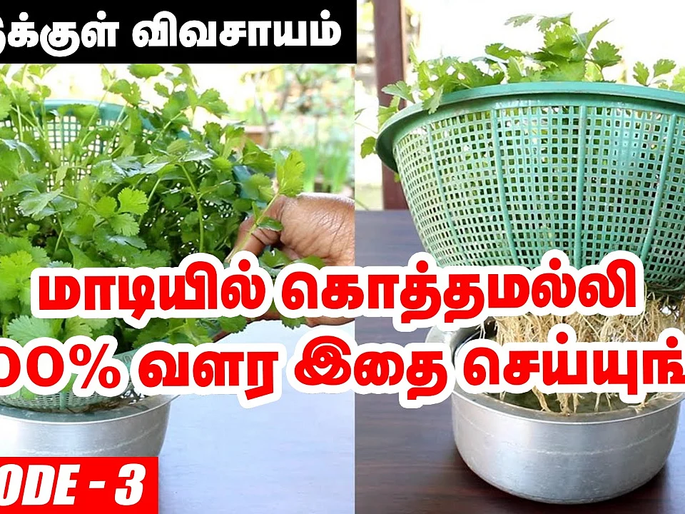 வீட்டில் ஈஸியா வளர்க்கலாம் கொத்தமல்லி செடி! | How to Grow Coriander Leaves in Terrace Garden