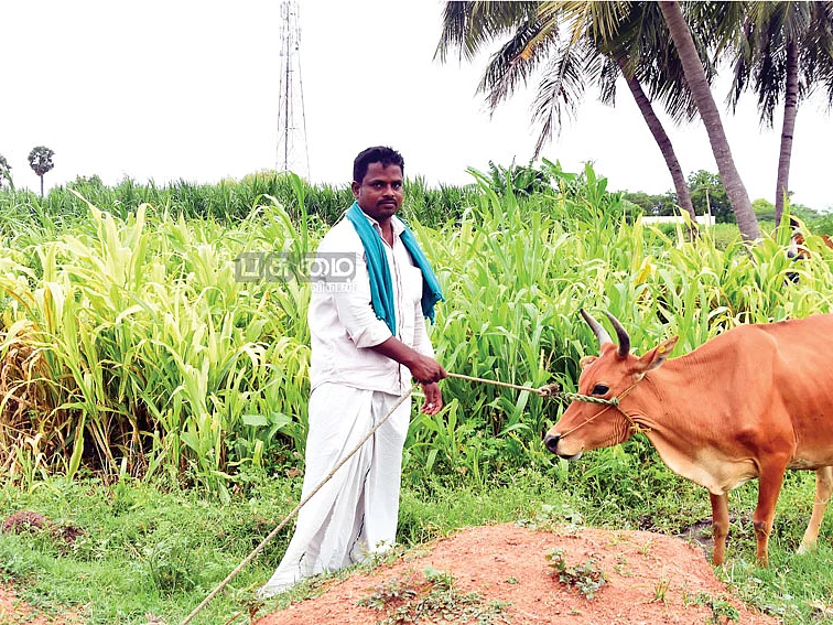 ஆண்டுக்கு 3 லட்சம் ரூபாய்! - தீவனப்புல் சாகுபடி!