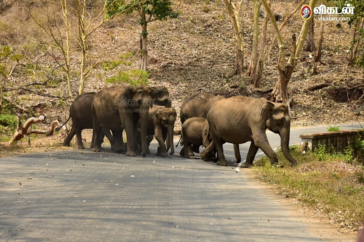 wild elephants