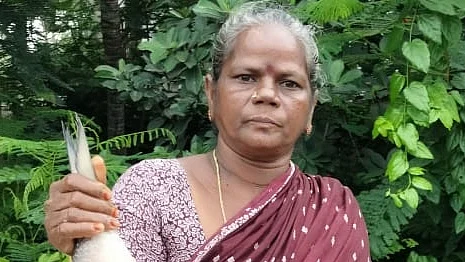 புலாசா மீன்