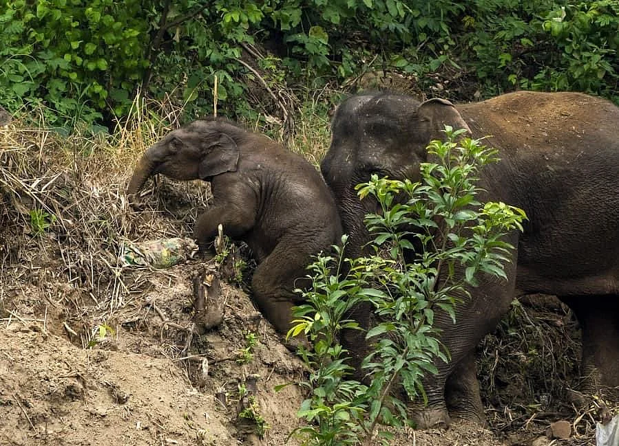 China's wild elephants