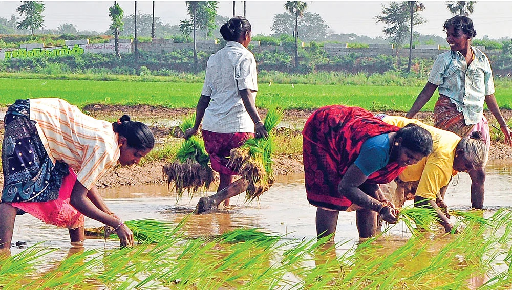 விவசாயம்