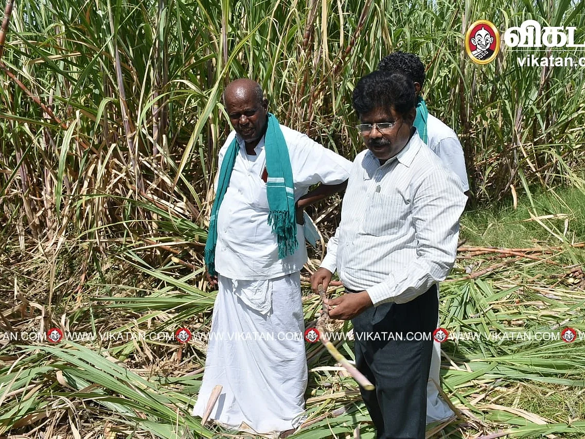 ̀விதைத்து ஒருமுறை, அறுவடையோ 30 முறை!' - புளியங்குடி கரும்பு விவசாயியின் வியப்பூட்டும் மகசூல்