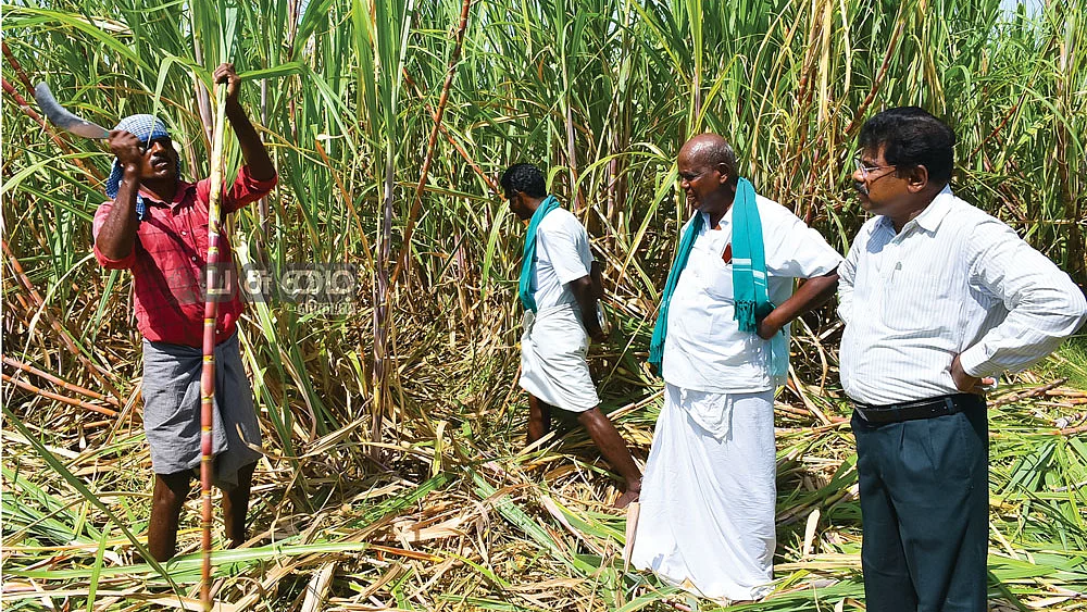கரும்பு அறுவடையில் அந்தோணிசாமி மற்றும் அதிகாரிகள்