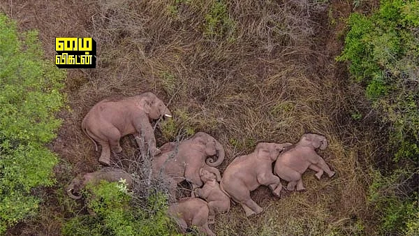 China's wild elephants