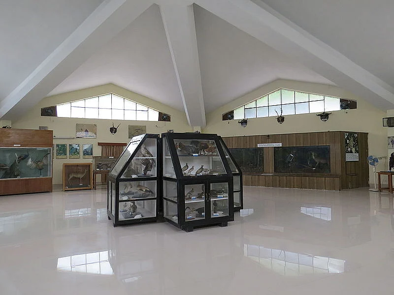 Zoological survey of India Museum