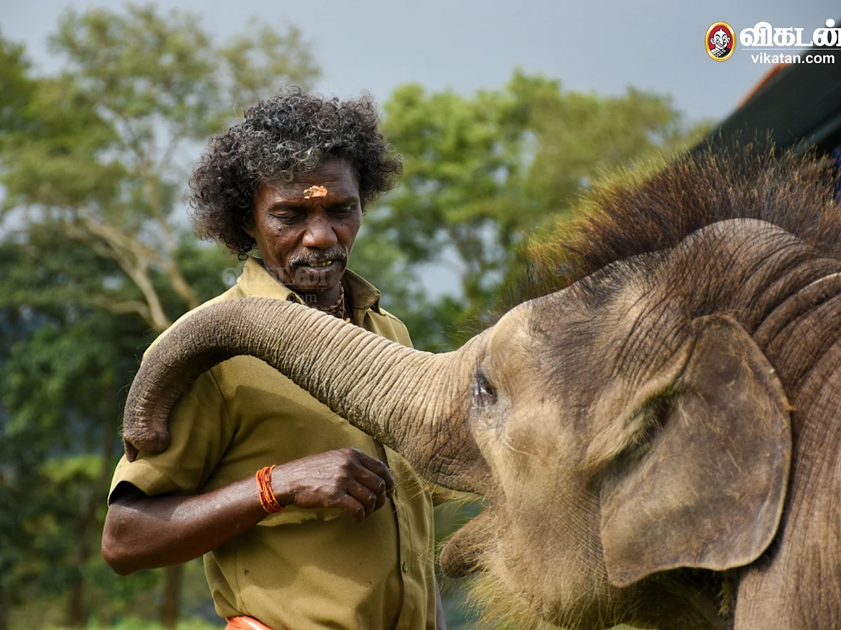 `காப்பாற்றப்பட வேண்டிய காட்டின் பேருயிர்கள்!' - யானைகள் தின சிறப்புப் பகிர்வு! #VisualStory