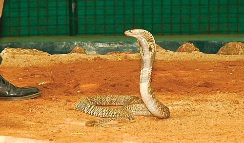 பாம்பு (Representational Image)