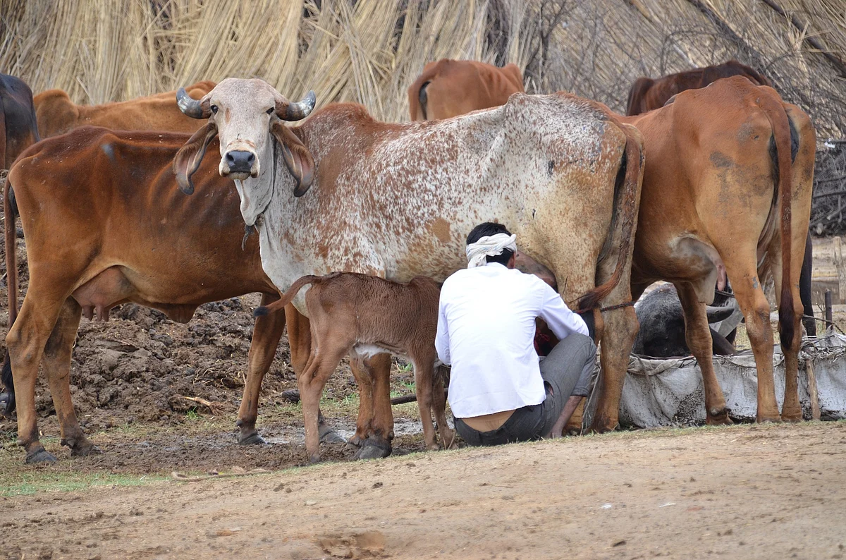 கால்நடை வளர்ப்பு (மாதிரி படம்)