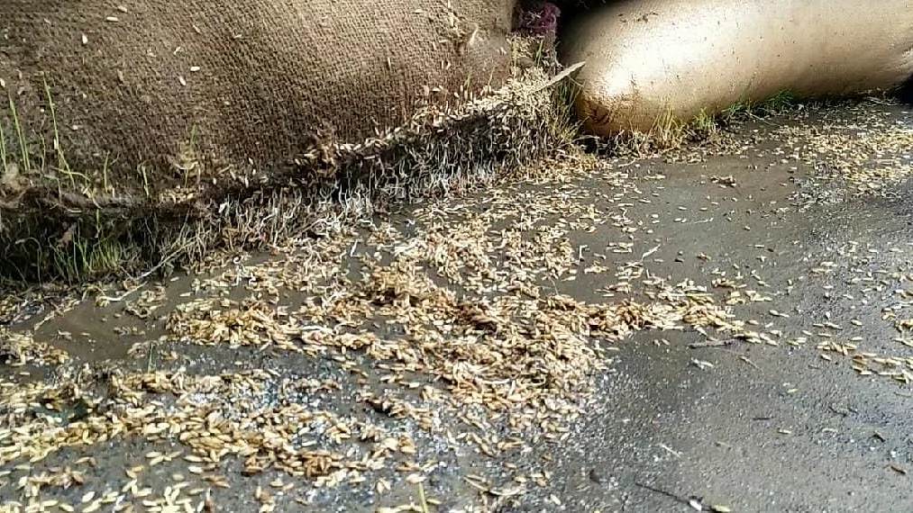 மழையில் நனைந்த நெல் மூட்டைகள்