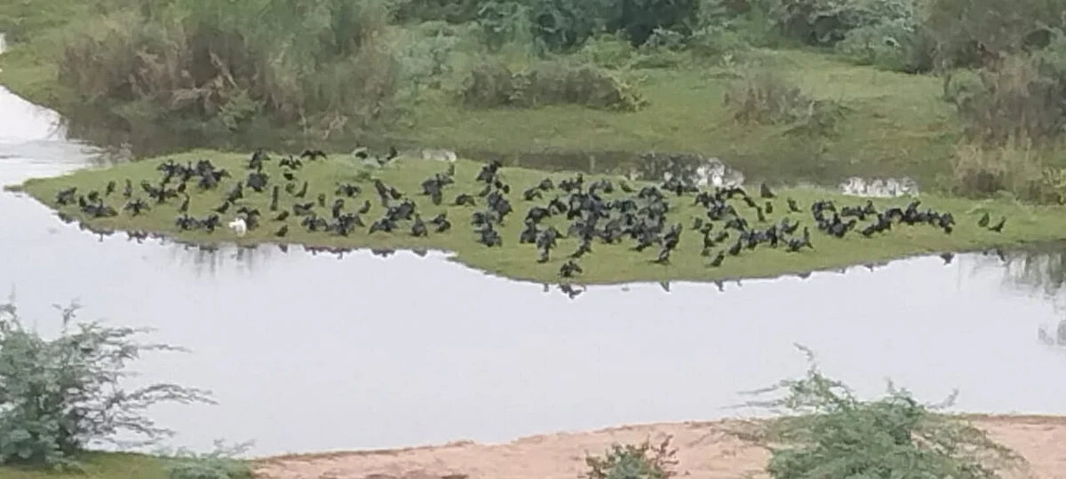 நீர்க்காகங்கள்