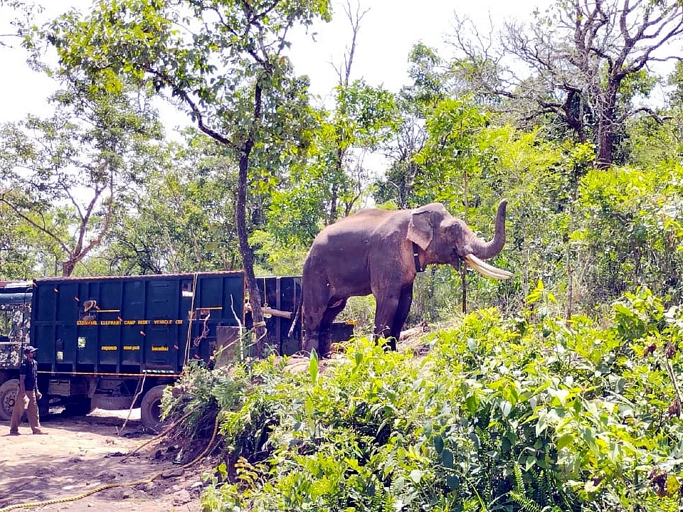 `தமிழகத்தில் இதுதான் முதல்முறை!' - கூண்டில் அடைக்கப்பட்ட யானை மீண்டும் காட்டில் விடுவிப்பு
