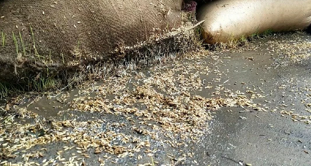 மழையில் நனைந்த நெல் மூட்டைகள்