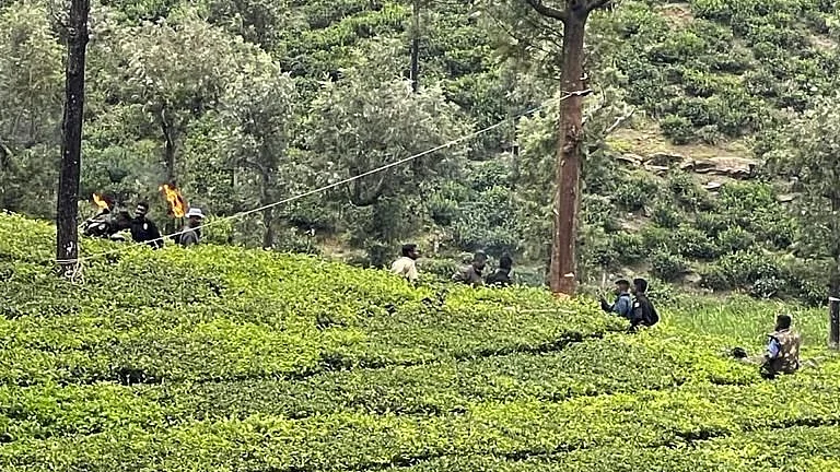 கரடி