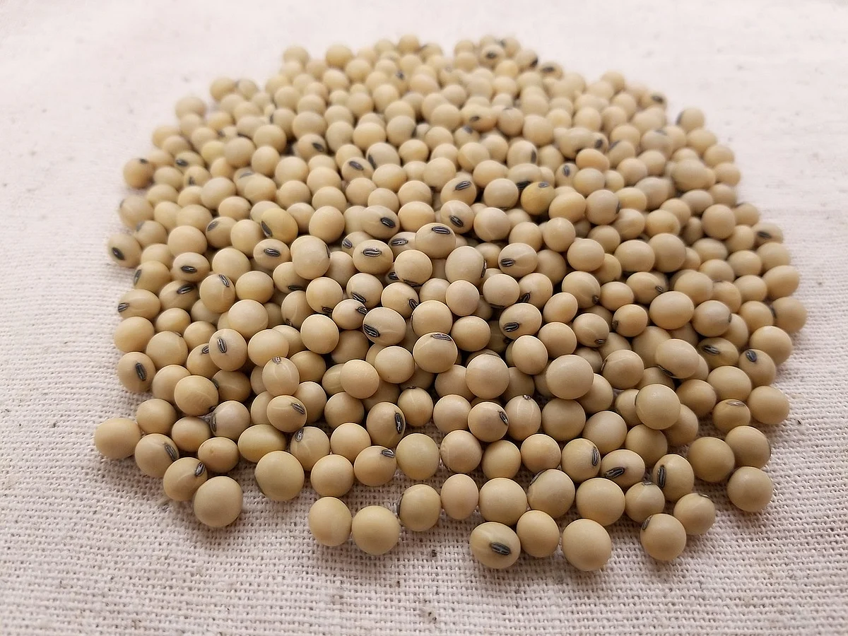 Soya (Representational Image)