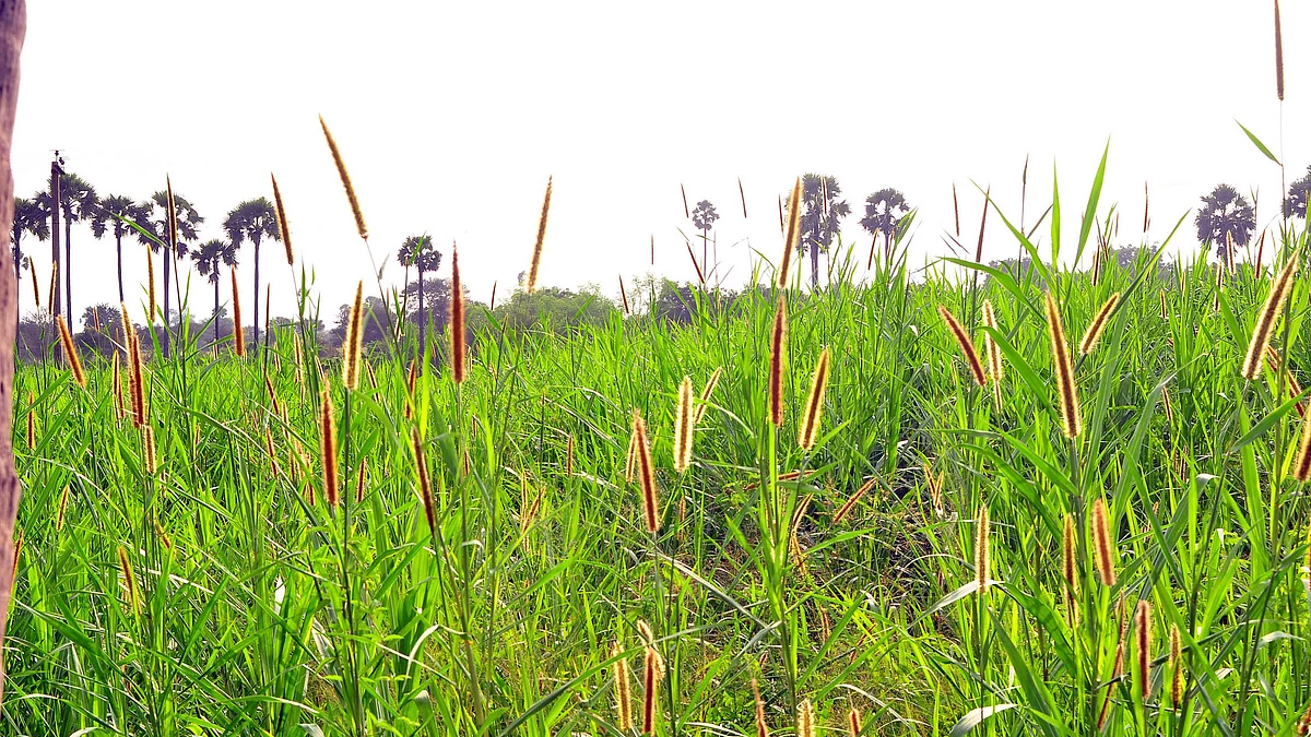 சூப்பர் நேப்பியர் புல்