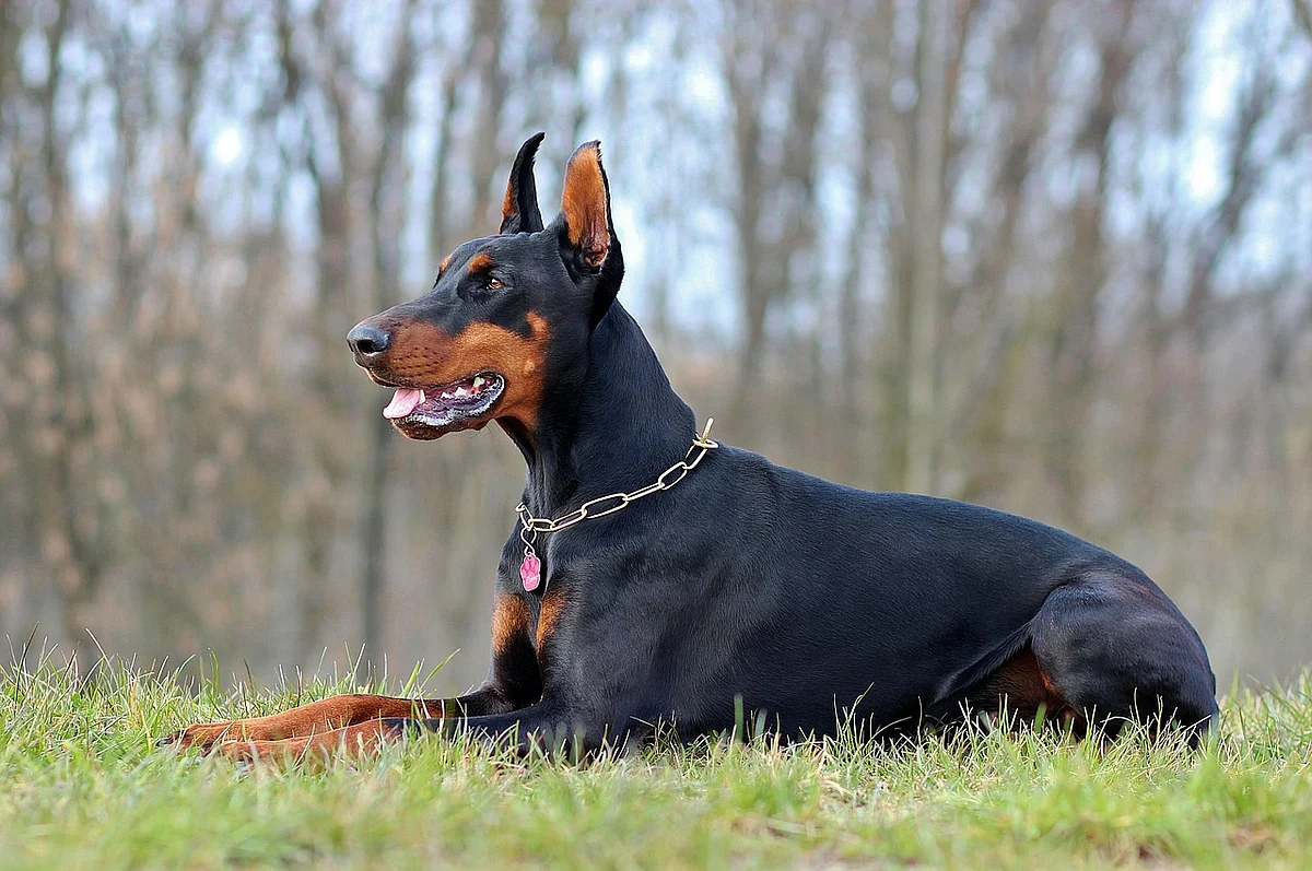 Doberman (Representational Image)