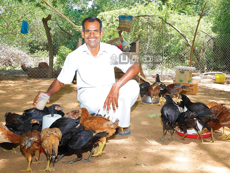 12 சென்ட்... ஆண்டுக்கு ரூ.3,60,000 லாபம்! - நல்ல வருமானம் கொடுக்கும்
நாட்டுக்கோழிக் குஞ்சுகள்!