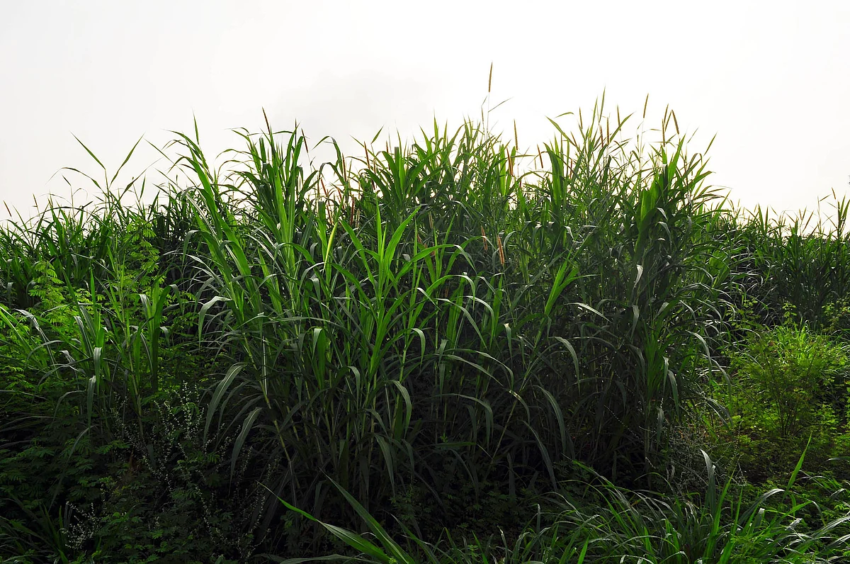 சூப்பர் நேப்பியர் புல்