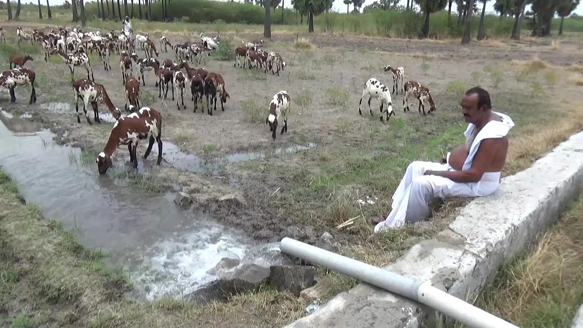தண்ணீர் பருகும் ஆடுகள்