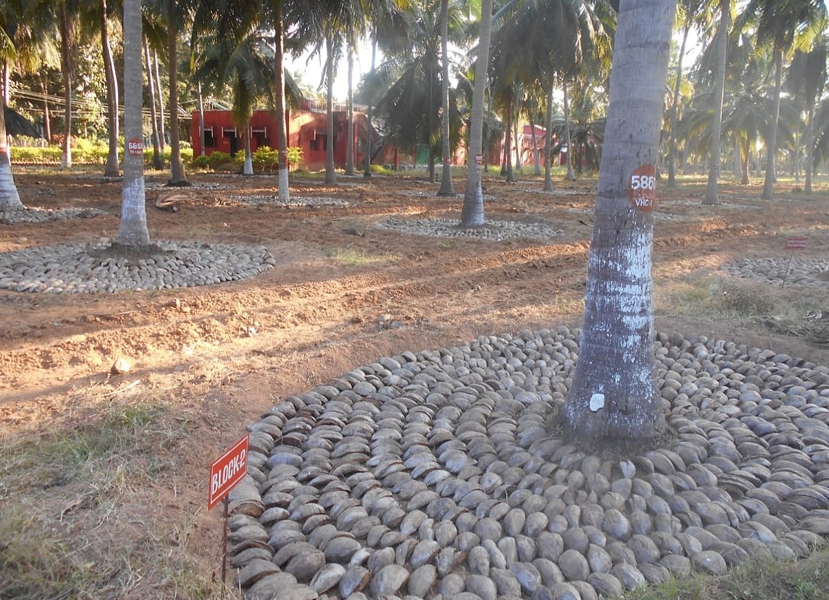 தென்னை மரத்திற்கு நீர் மேலான்மை