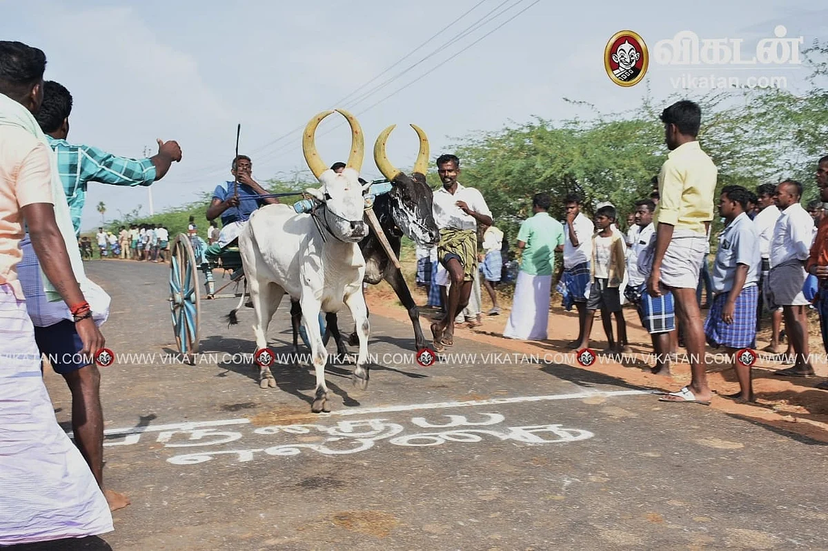 மாட்டுவண்டிப் பந்தயம்