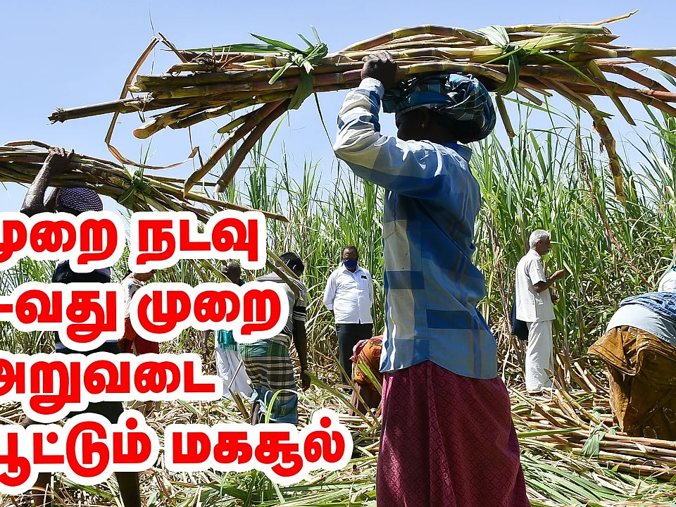 `100-வது முறைகூட கரும்பை அறுவடை செய்வேன்' - சவால் விடும் விவசாயி!