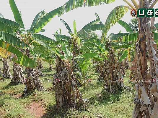 வேளாண் பட்ஜெட்: `ரொம்ப எதிர்பாத்தோம்; இது எங்களுக்கு ஏமாற்றம்தான்!' - வேதனையில் வாழை விவசாயிகள்