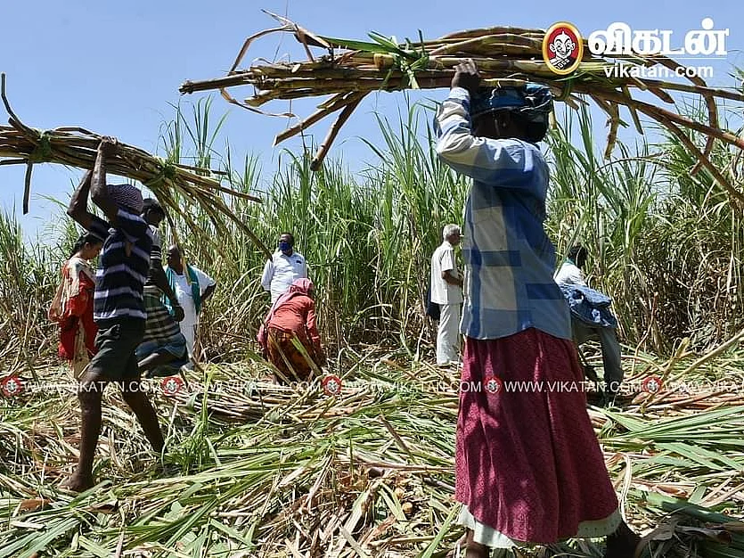 `₹50 மட்டும் உயர்த்தினால் எங்கள் வருமானம் எப்படி இரட்டிப்பாகும்?' - கொதிக்கும் கரும்பு விவசாயிகள்