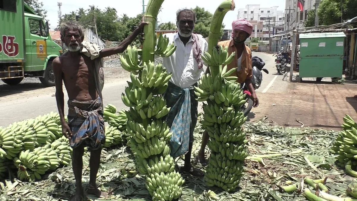 7 அடி உயர வாழைத்தார்கள்