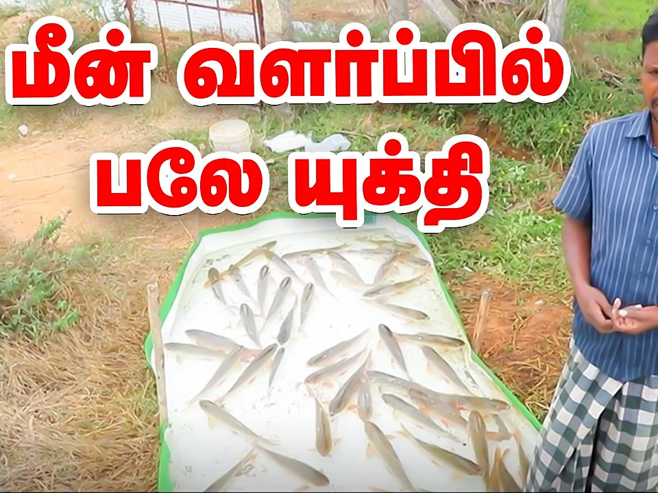 இப்படியும் மீன் வளர்ப்பில் வருமானம் பார்க்கலாம்! | Fish Farming