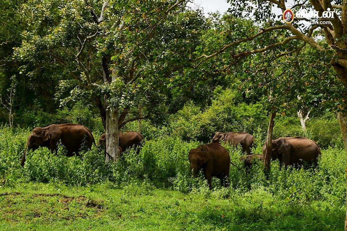 wild elephants