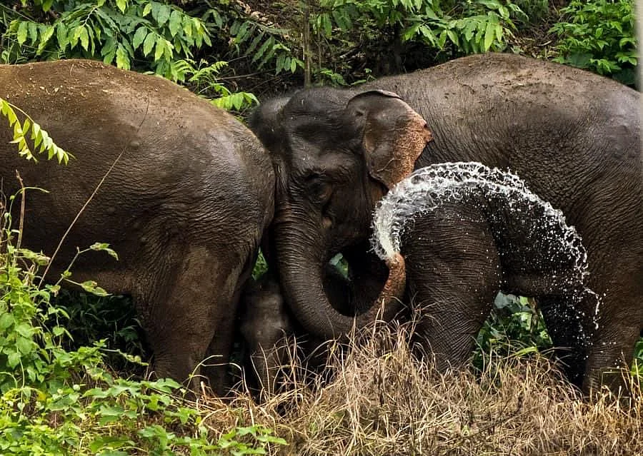 China's wild elephants