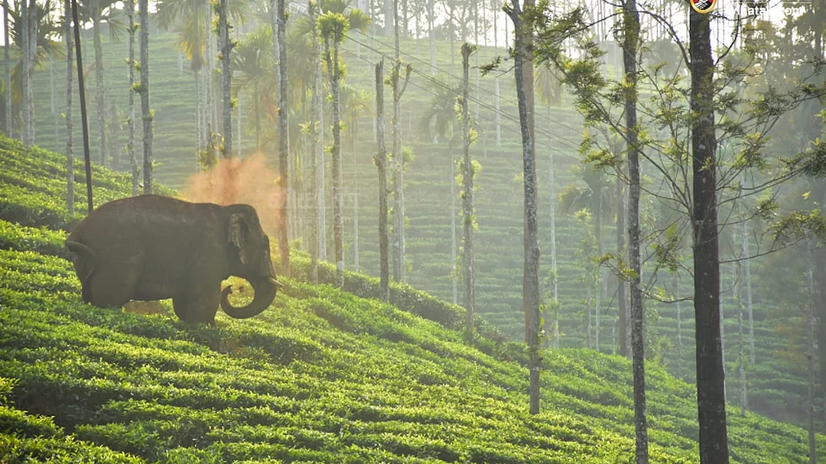 wild elephant