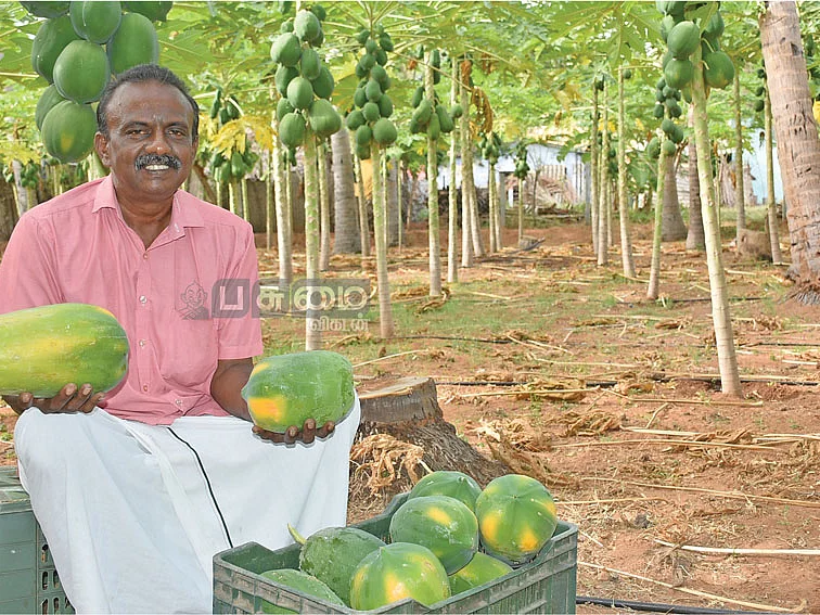 ஒரு ஏக்கர்... 6 மாதங்கள்...
1,64,000 ரூபாய்! - பழுதில்லா லாபம் தரும் பப்பாளி!