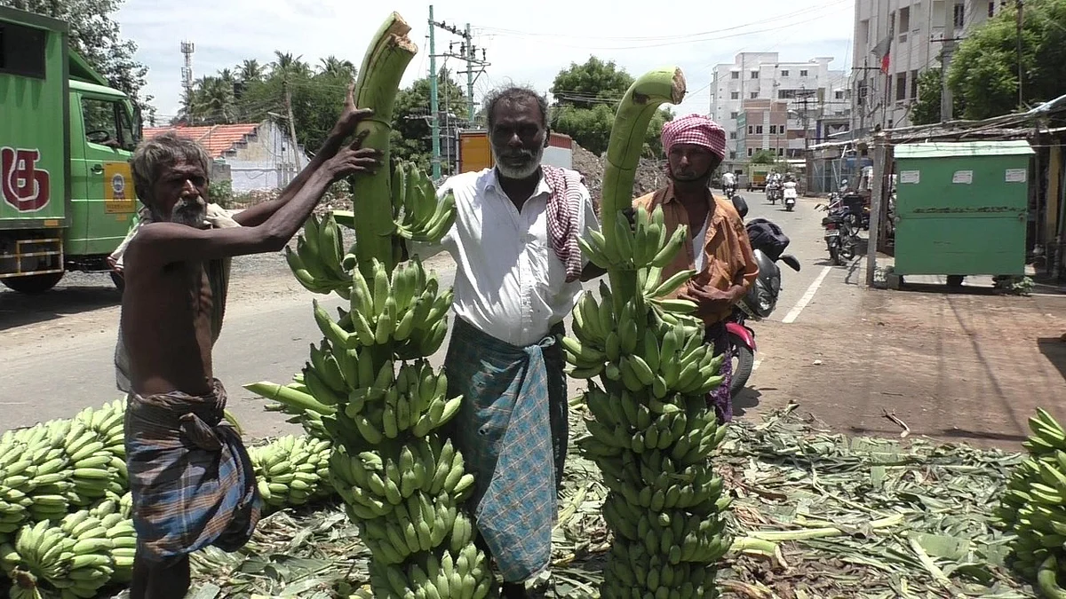 7 அடி உயர வாழைத்தார்கள்